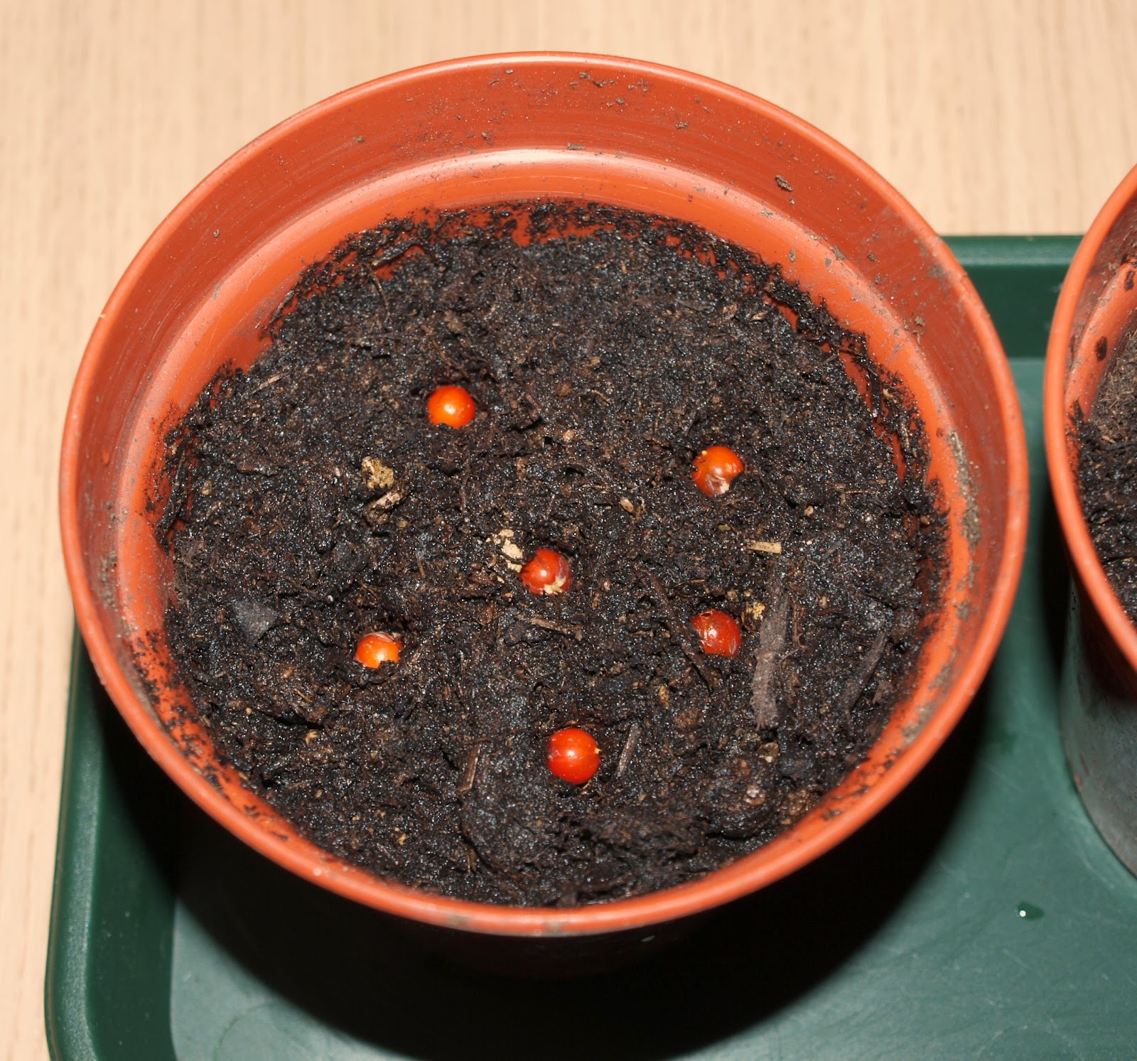 Mark's Veg Plot Sowing Asparagus seeds