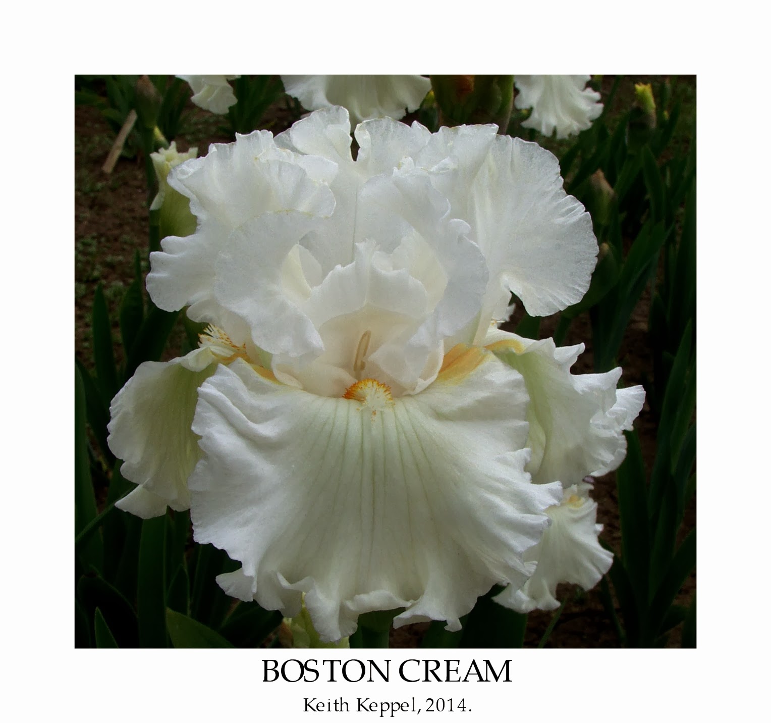 Keith Keppel Iris 2014 Catalogue HERITAGE IRISES