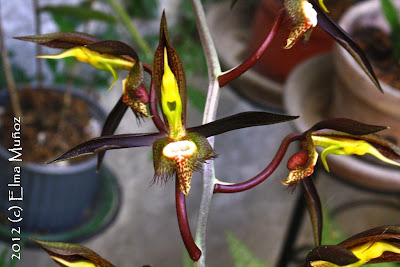 Catasetum saccatum