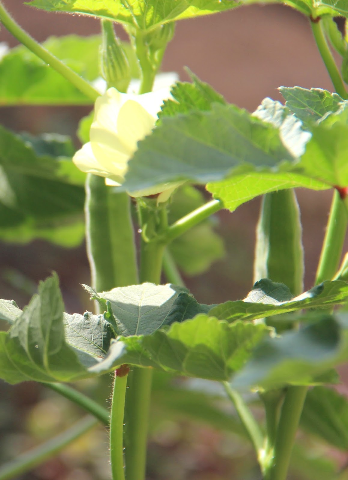 Tickled by Inspirations...: My Edible Garden