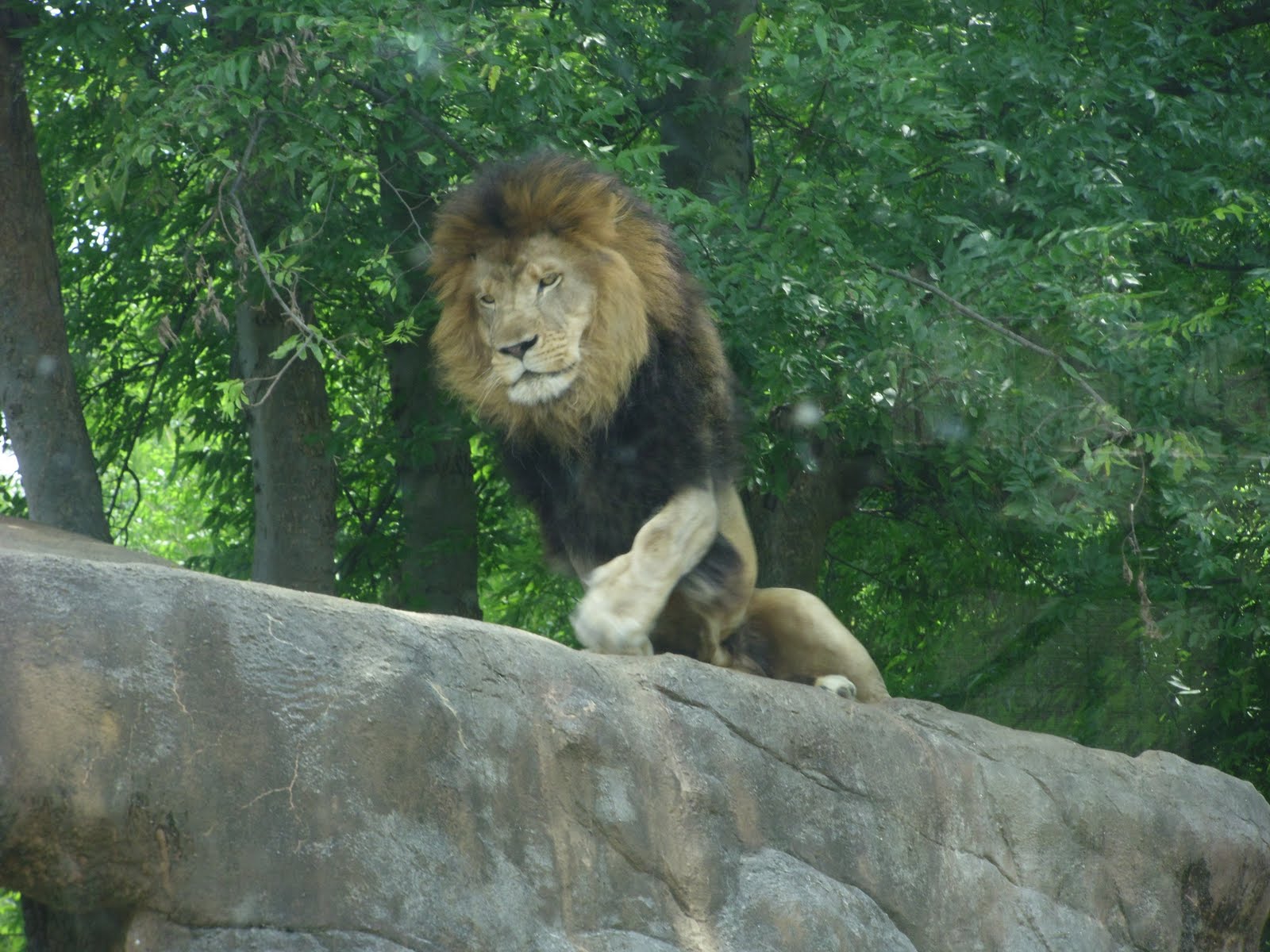 Anderson Party of 4 The Birmingham Zoo