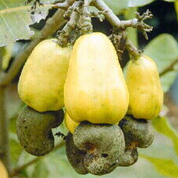 medical plant the benefit of medical plant Jambu Monyet(Anacardium