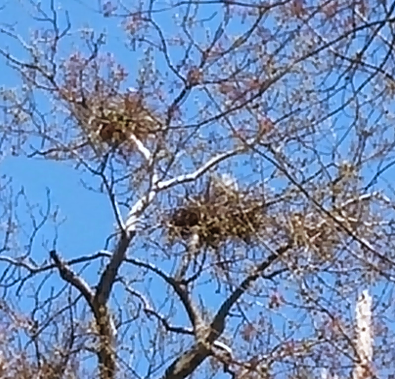 HoCo Connect Nesting cranes in Town Center