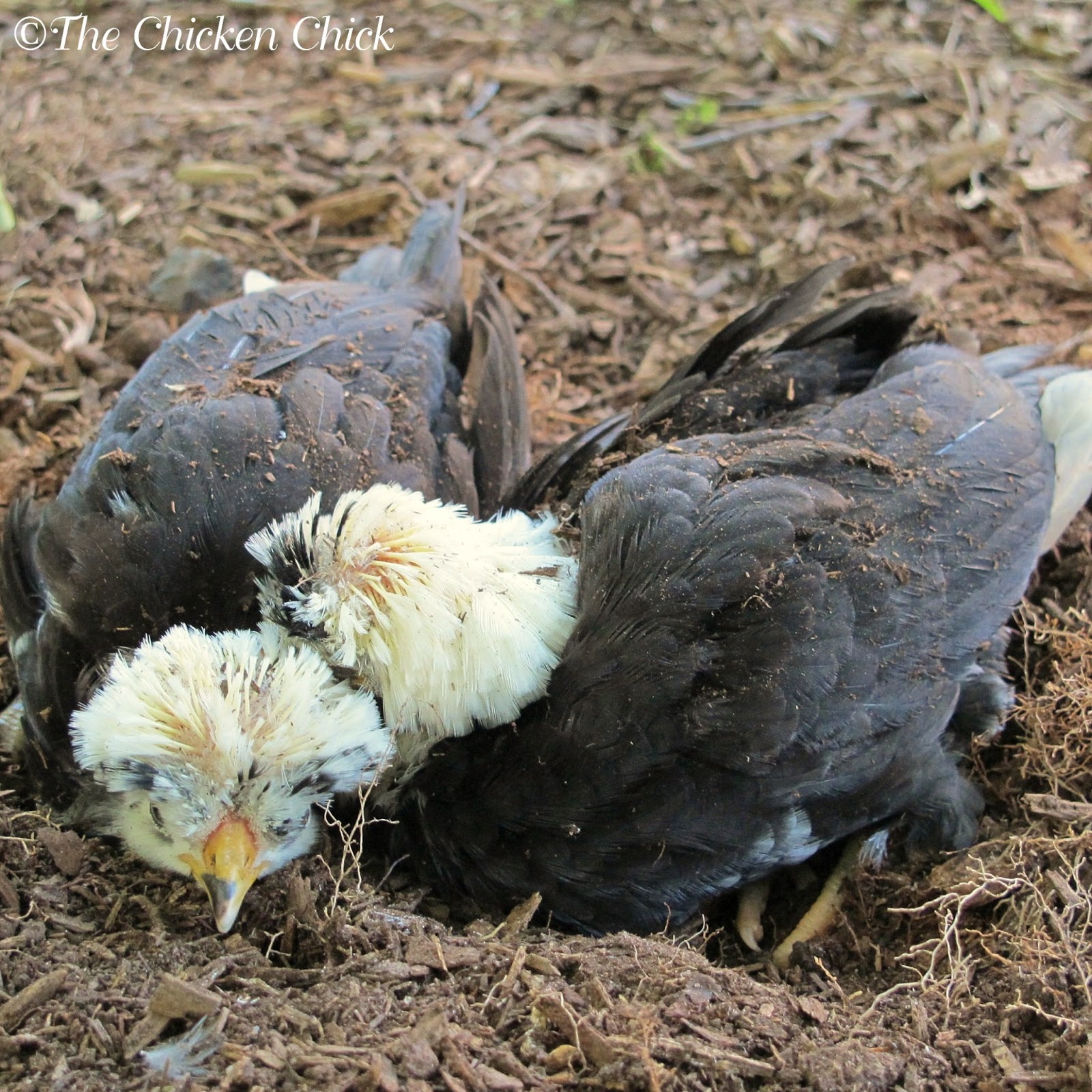 Chicken Dust Bath The Ultimate Spa Treatment The Chicken Chick®