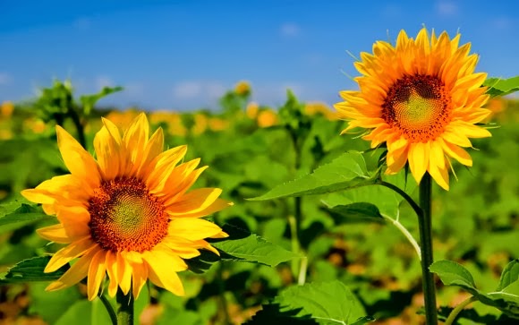 Sun Flowers High Resolution Stock Photo