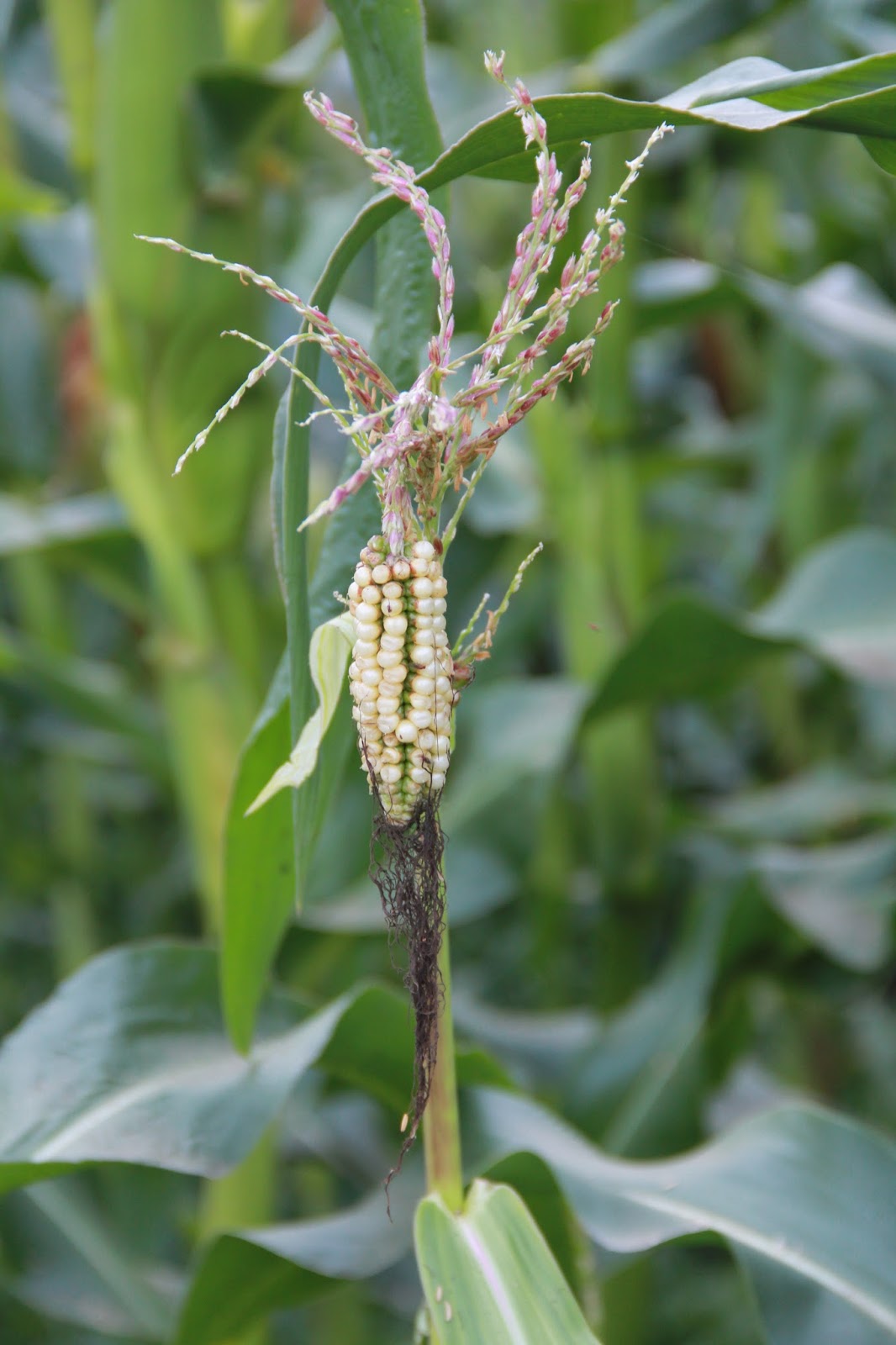 Oracle Farms at Delphi Tasselears