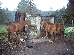 Abandoned race-course pony's eating from the Rubbish bin near Golf-Course.(Friday 26-10-2012)