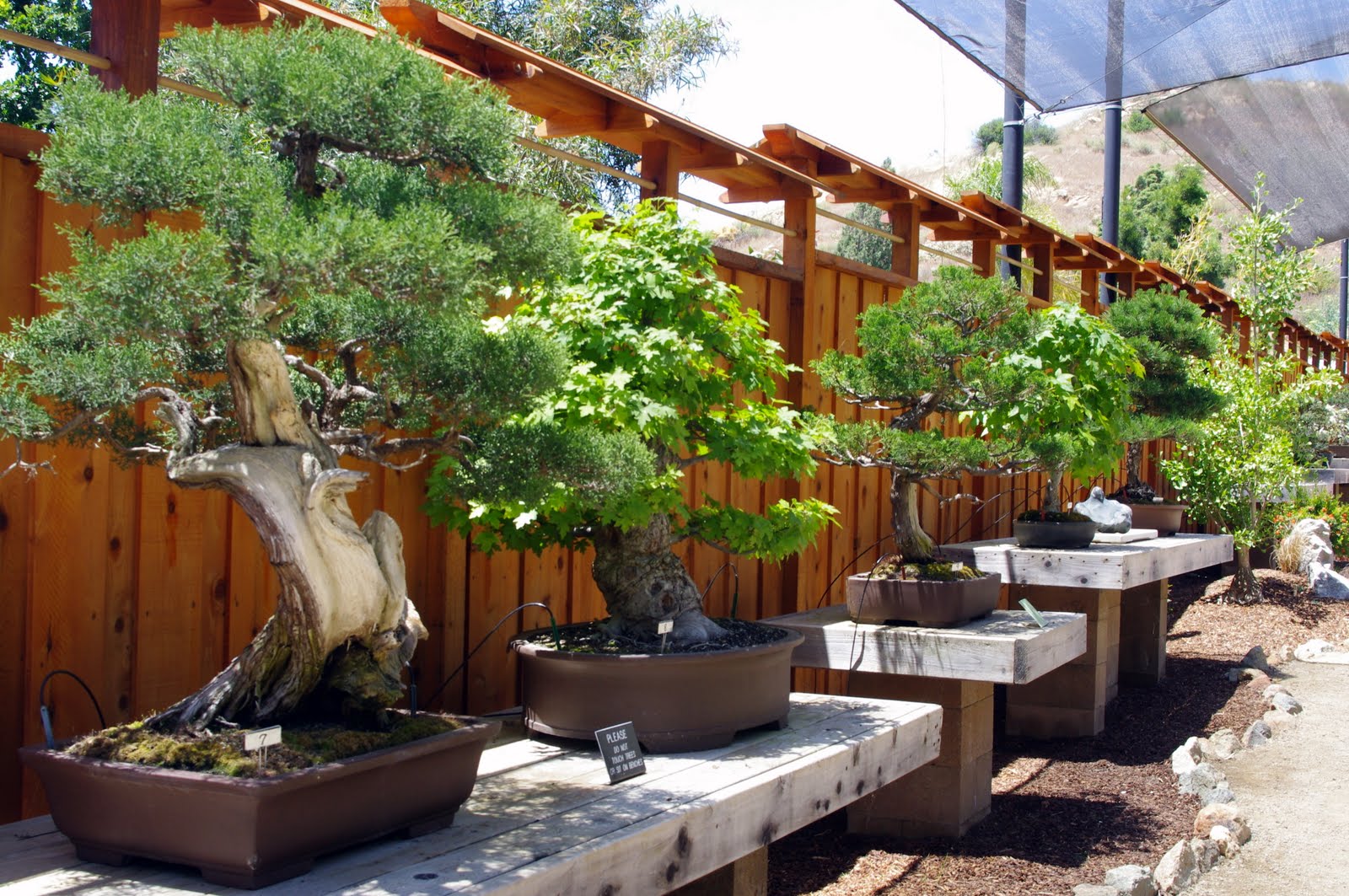 Android And Stuff San Diego Safari Park Bonsai Garden