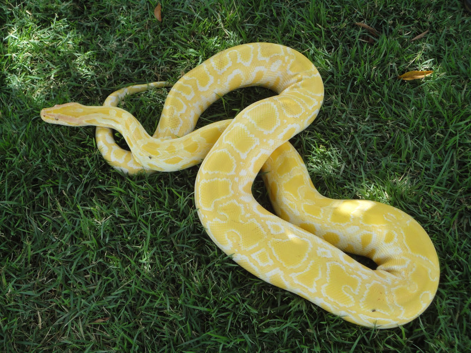 Imagens em hd alta definição Cobras