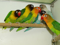 Burung Lovebird Sangat Menguntungkan Dewasa Ini Selain Ternak Burung Lovebird Sangat Menguntungkan Dewasa Ini Selain Ternak