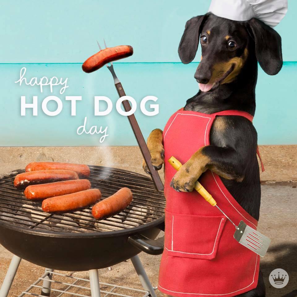 Dachsies With Moxie Happy Hot Dog Day!!!!