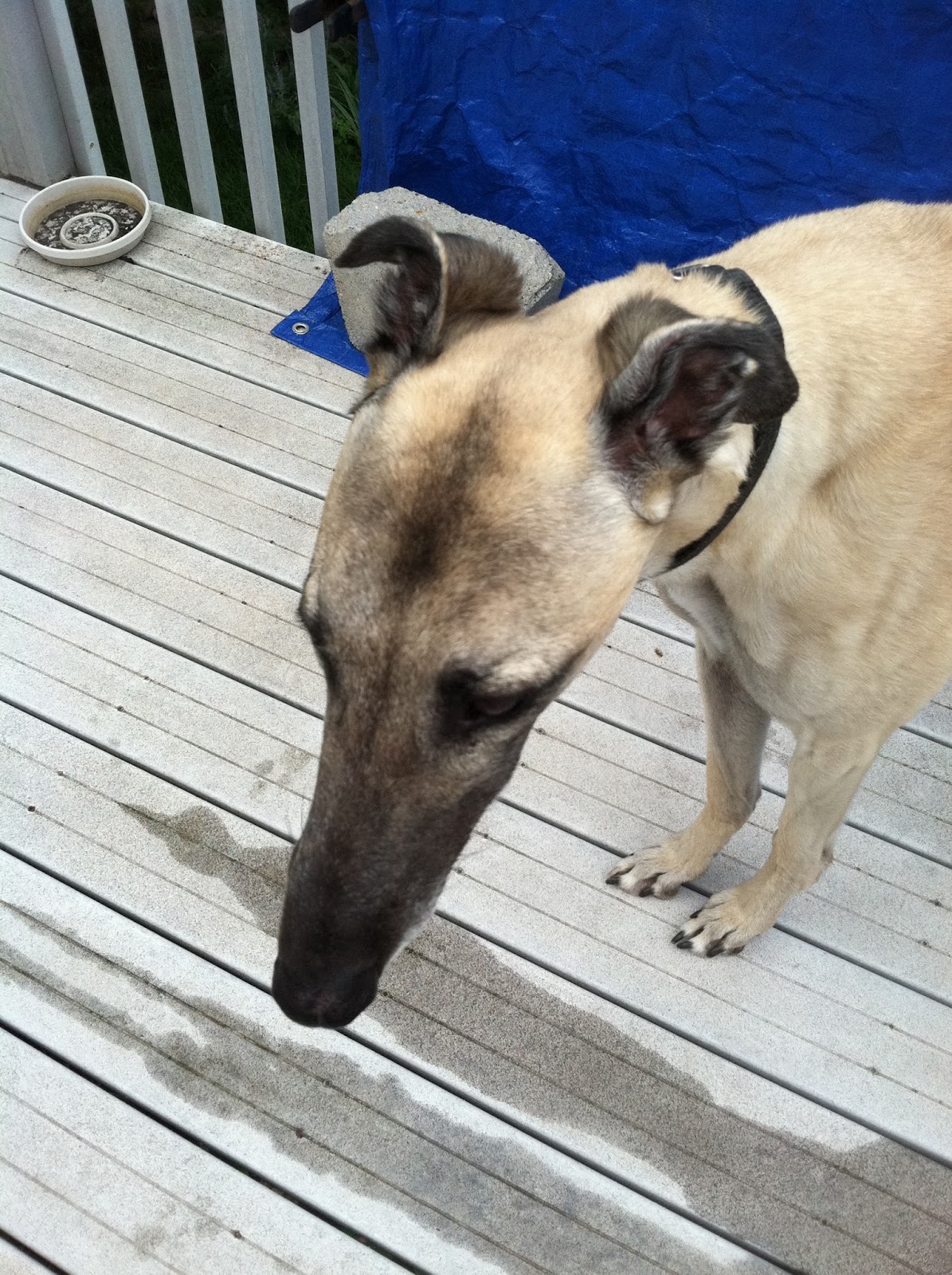 Northern Lights Greyhound Adoption Dog Blog NLGA Photo Roundup