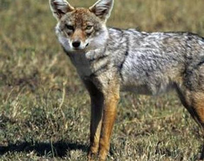 Animals Unique: Jackal Unique