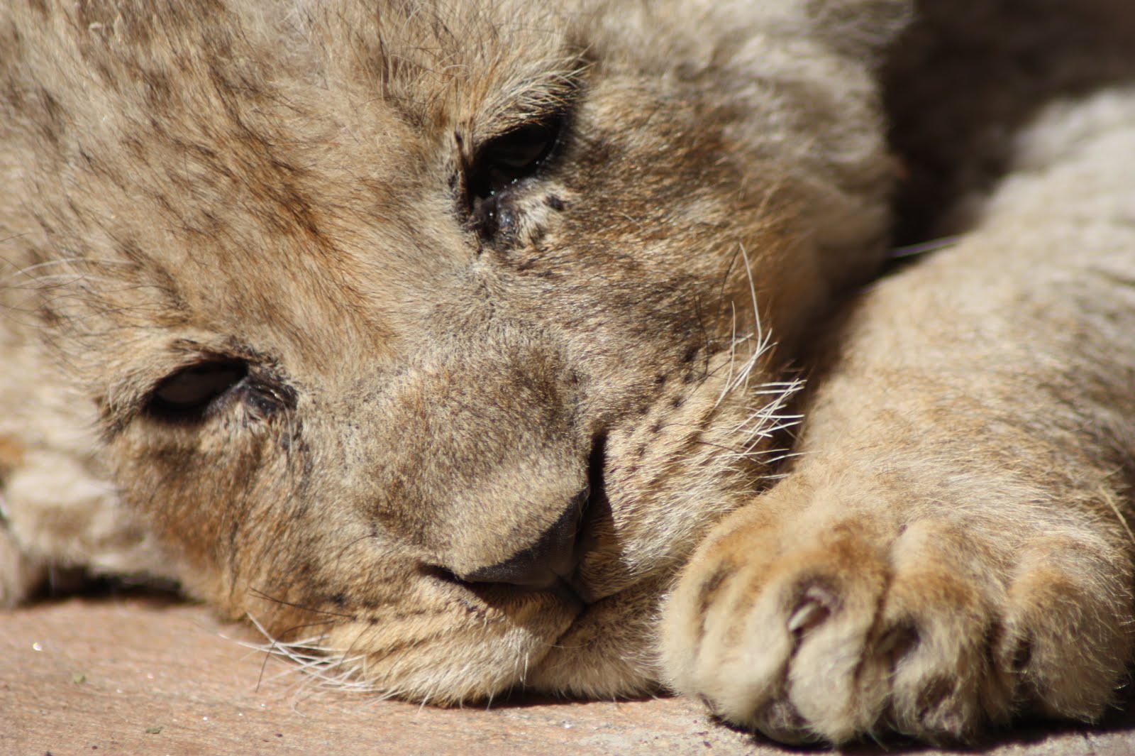 Cuddling Lions