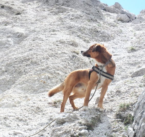 Der österreichische Pinscher als Einsatzhund