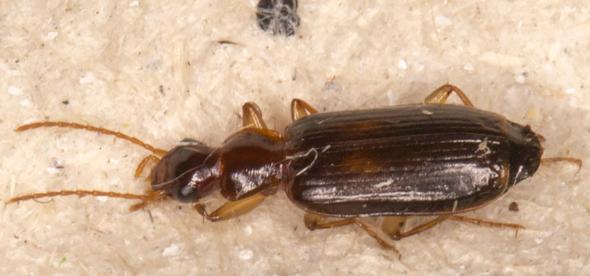 Ground Beetle, Dromius species. In my garden light trap in Hayes on 21 May 2014. Ground Beetle, Dromius species. In my garden light trap in Hayes on 21 May 2014.