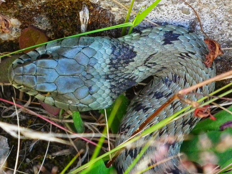 Cobra na estrada