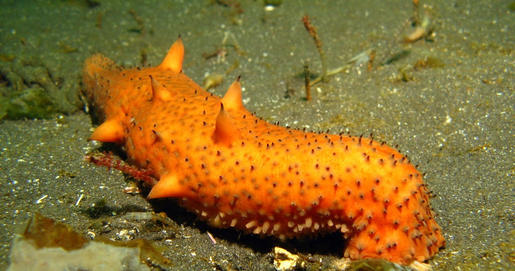Real Monstrosities Warty Sea Cucumber