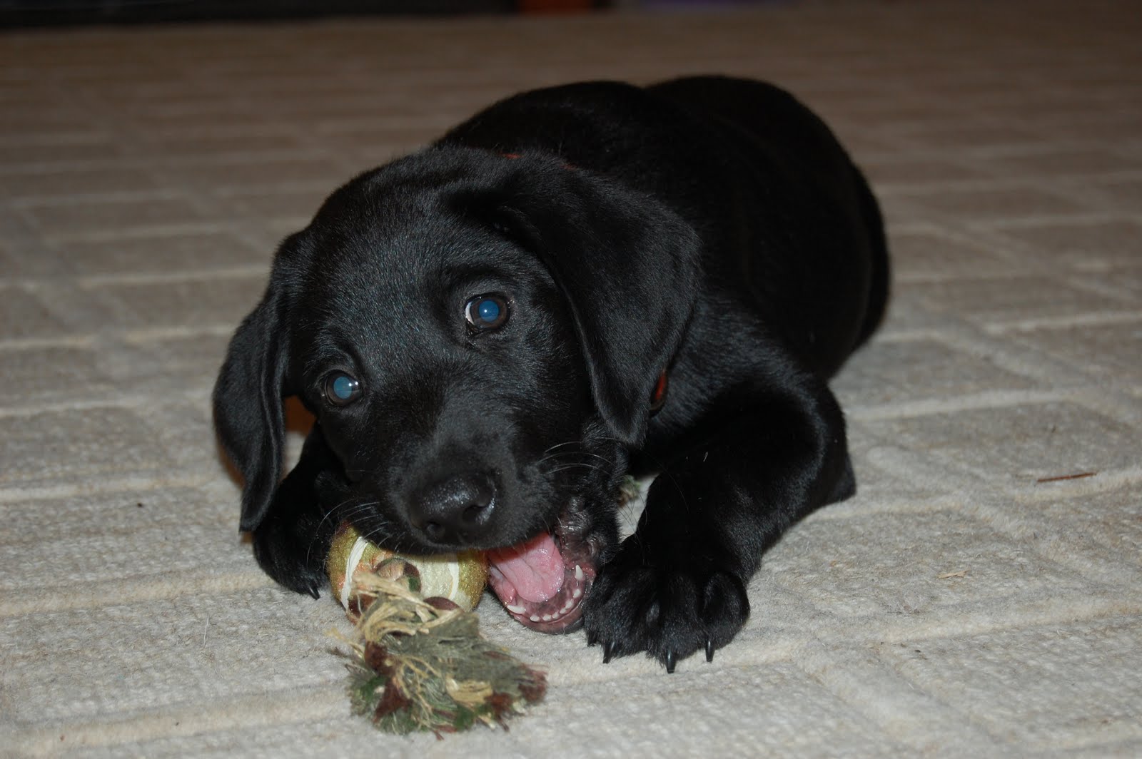 Top 10 Ways Life Changes When a Puppy Joins Your Family Riding the