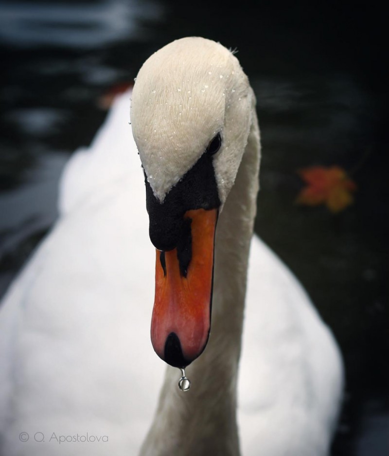 Природа от Ольги Апостоловой