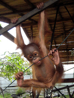 Paolo the baby orangutan
