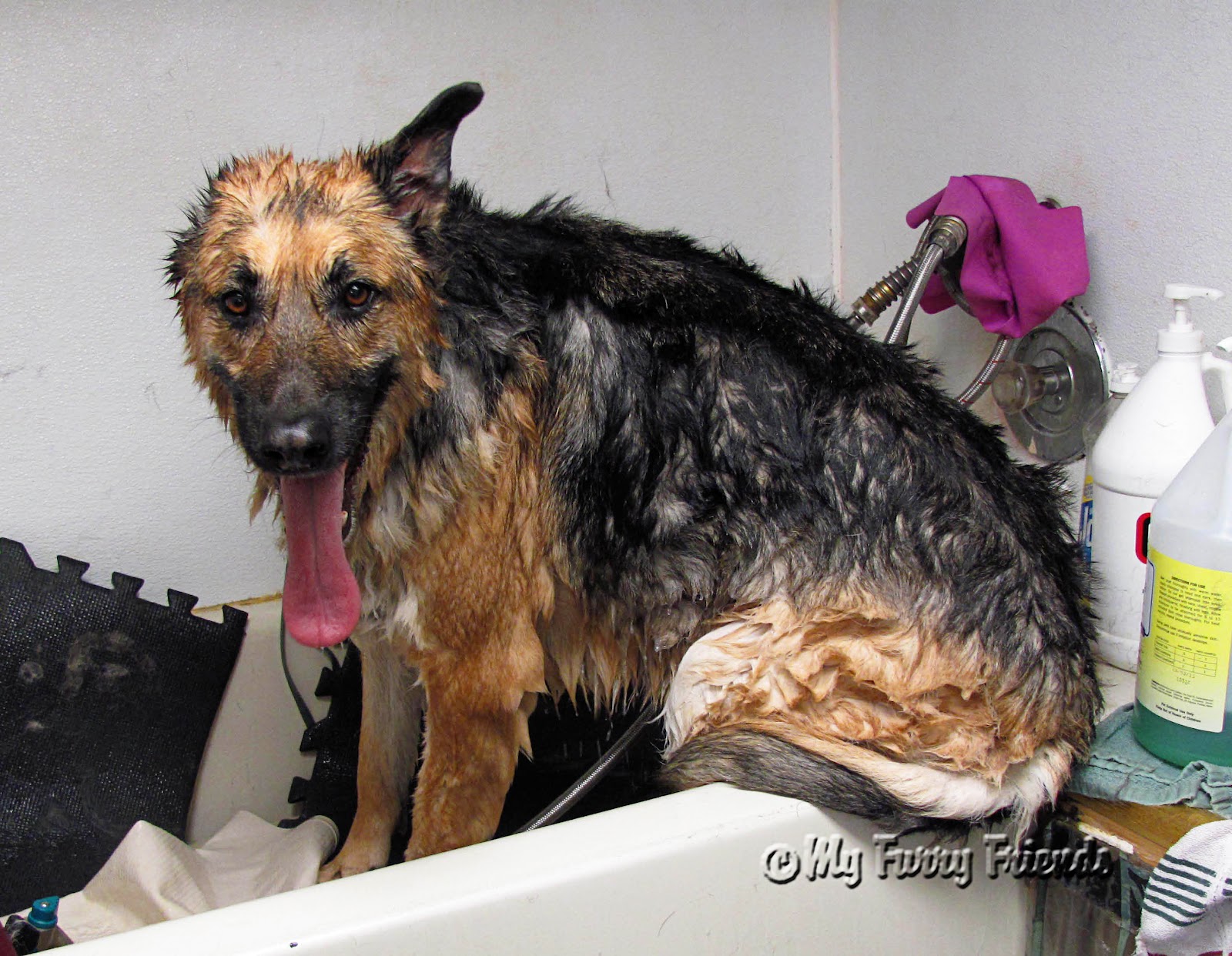 Pet Grooming: The Good, The Bad, & The Furry: Shaving a Shepherd