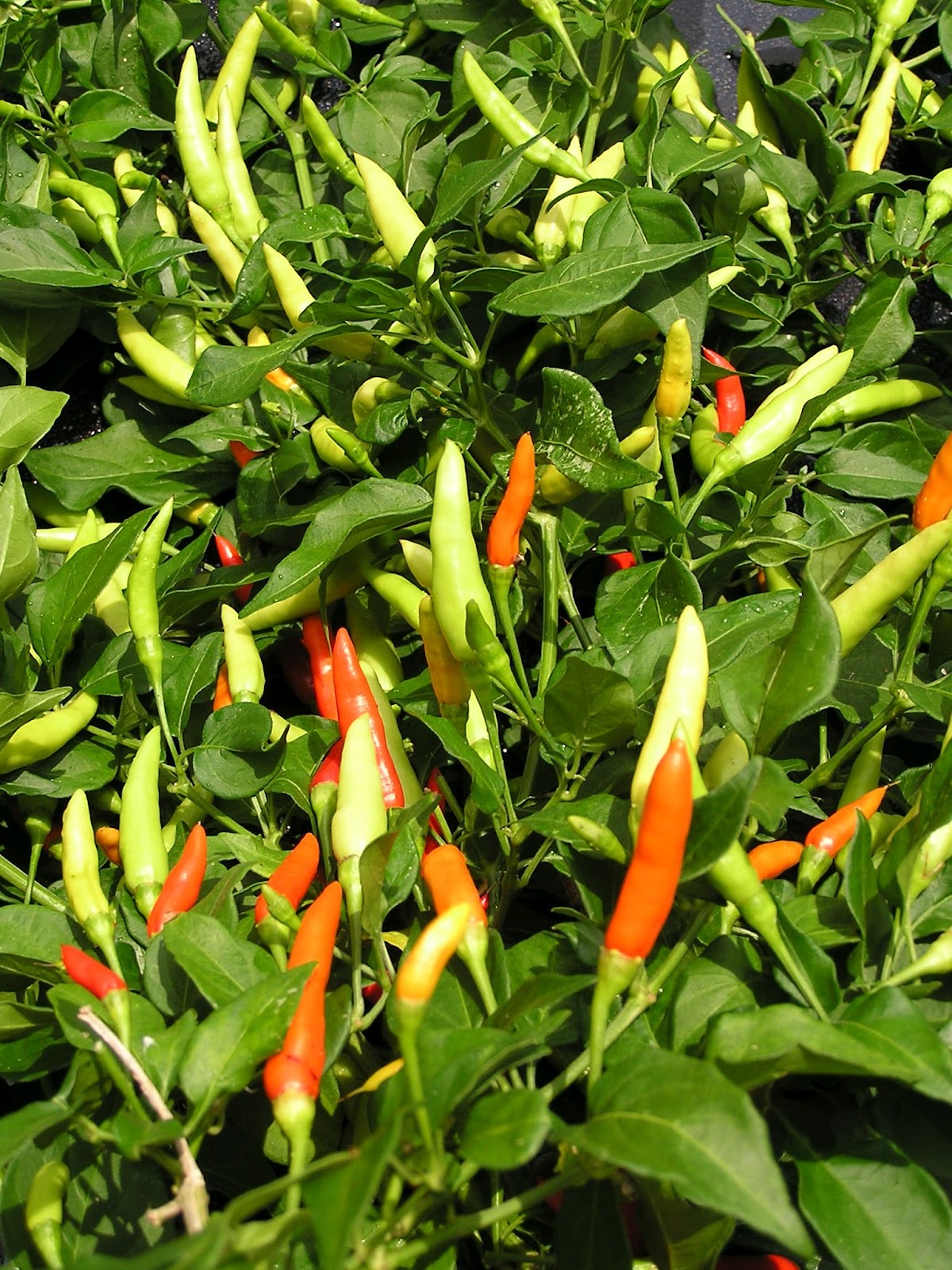 John Starnes' Urban Farm "Filipino Mexican Tree Pepper"
