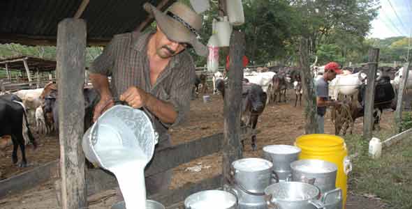 Leche Cruda Leche Cruda