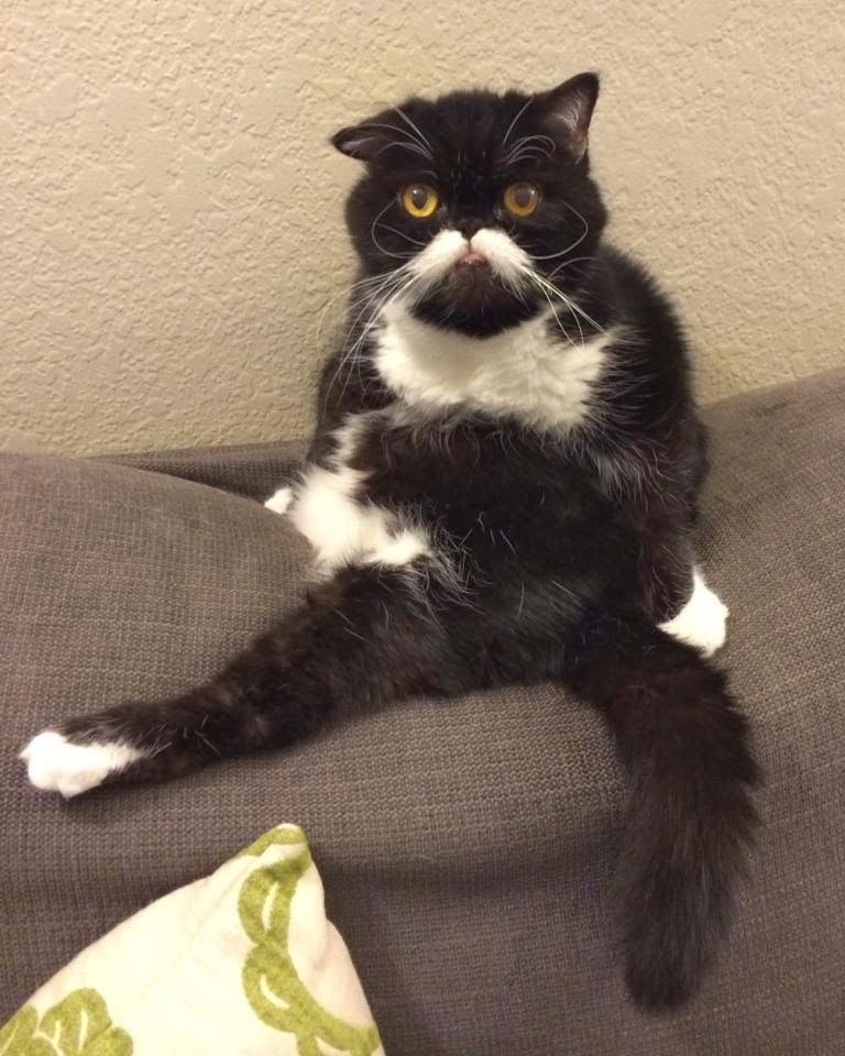 Munchkin Cat Gifs Reddit Munchkin Cat Gifs Reddit