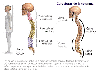 Mrt del departamento de pecho de la columna vertebral el precio en moskve