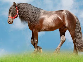 Poze Cai Horses Wallpapers Poze Cai De Rasa Horses 3