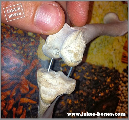 How I rearticulated my badger skeleton, part two : Jake's Bones