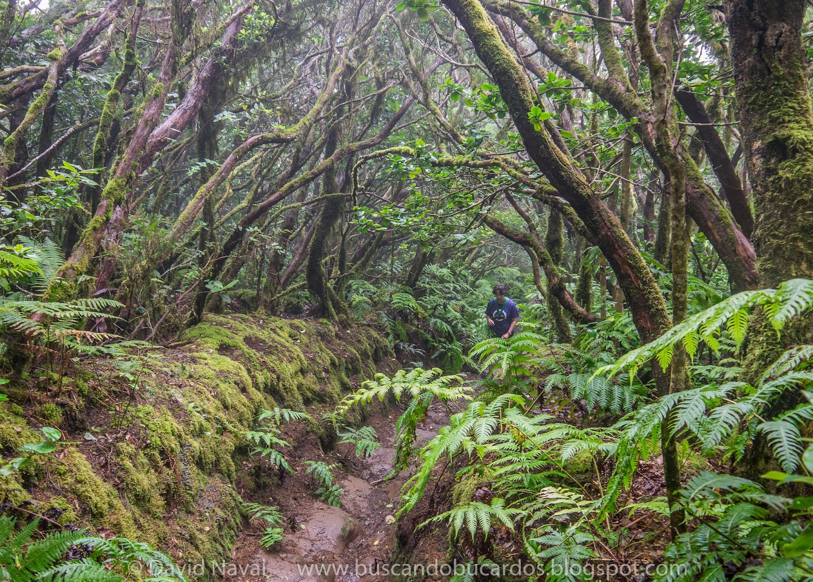 TENERIFE Bosque Encantado de Pijaral Rutas por el Pirineo