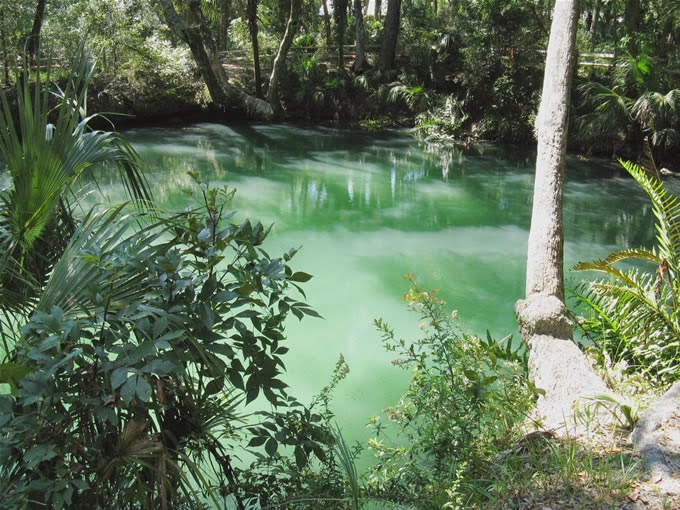 Jeanpatch Holistics Green Springs A Hidden Trail By The St. Johns