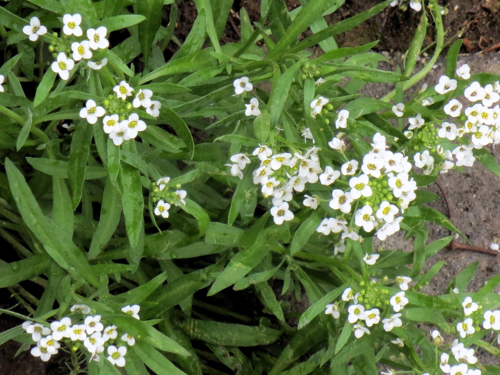 Late to the Garden Party Pretty Weeds