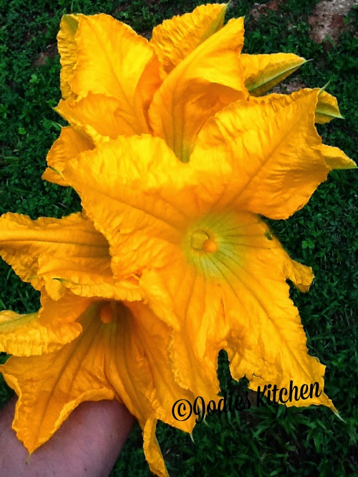 Jodies Kitchen Squash Blossoms