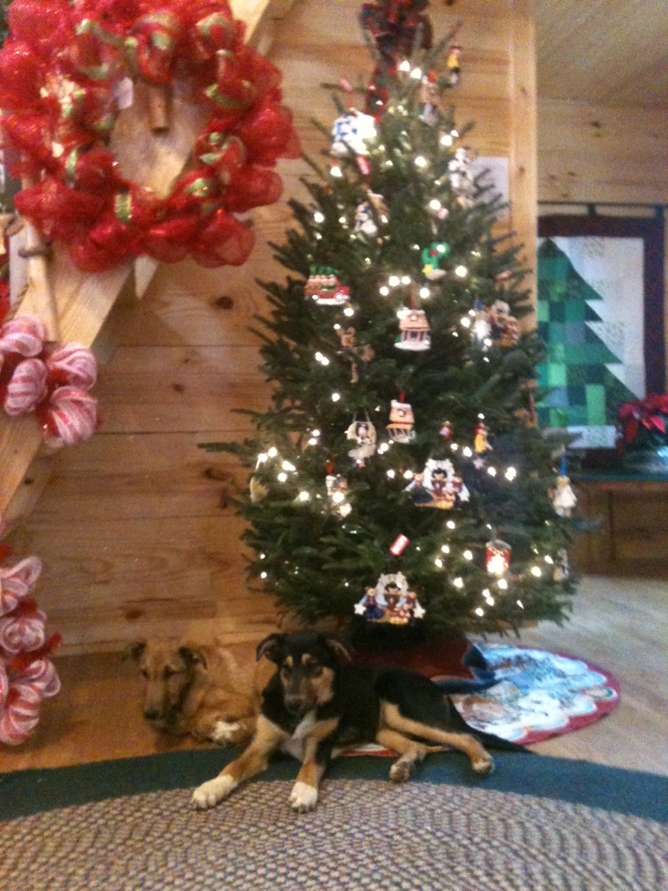 Millican's Heritage Christmas Tree Farm Gallery