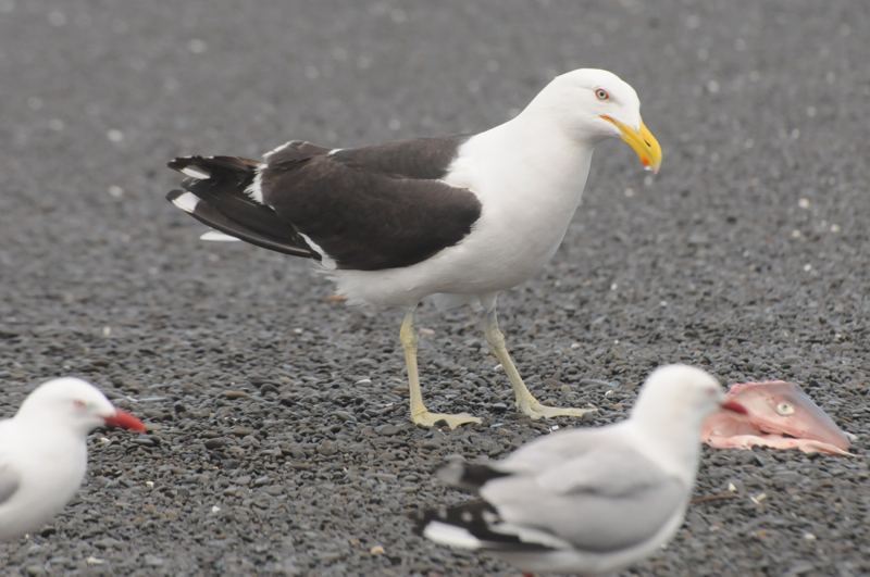 A Wandering Naturalist: New Zealand: Gulls on the Beach
