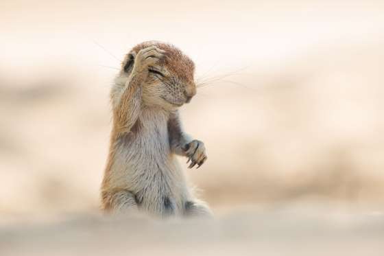 30 fotos hilárias do mundo animal elfandarilha