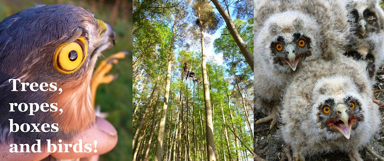 Trees, ropes, boxes and birds!