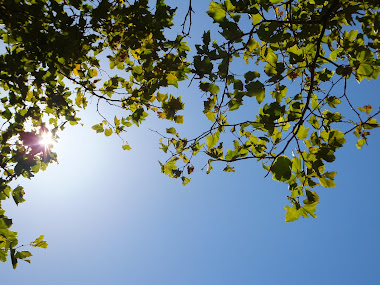 Wellington's blue sky