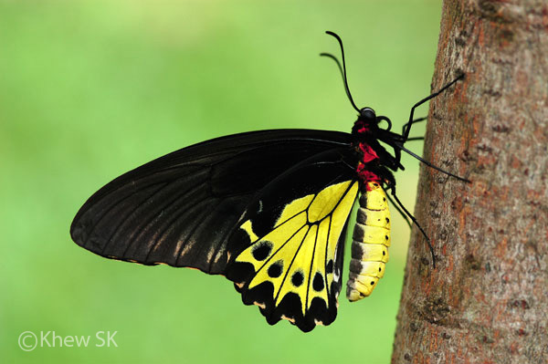 Image result for Malayan Birdwing