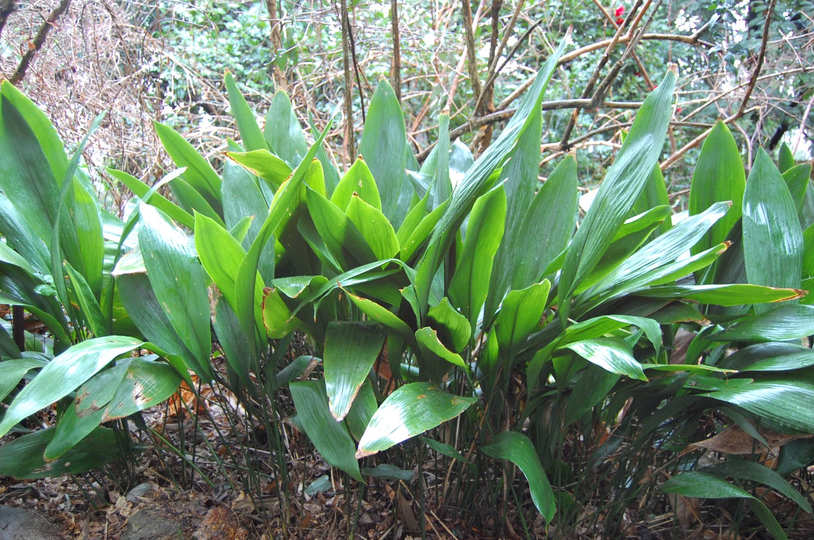 Bessemer Opinions Cast Iron Plant