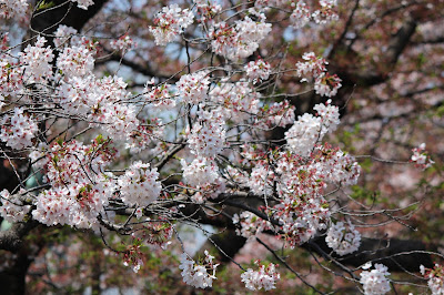 Cherry Blossoms, Tokyo 2015