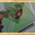 Envelopes Transparentes - Folhas de Outono (Transparent Envelopes - Autumn Leaves) (3)