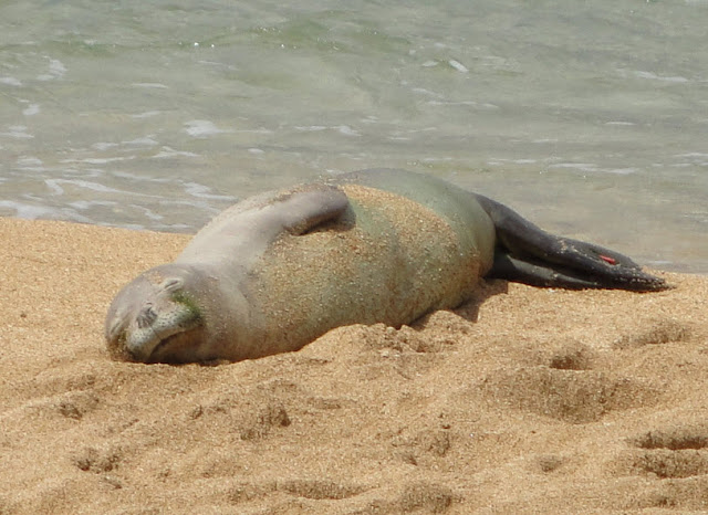 Hawaiian monk seal  the biggest animals kingdom