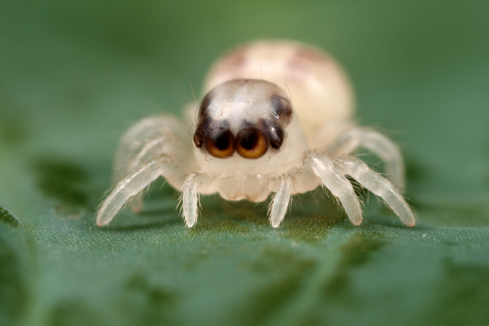 JUMPING SPIDER jumping spider: