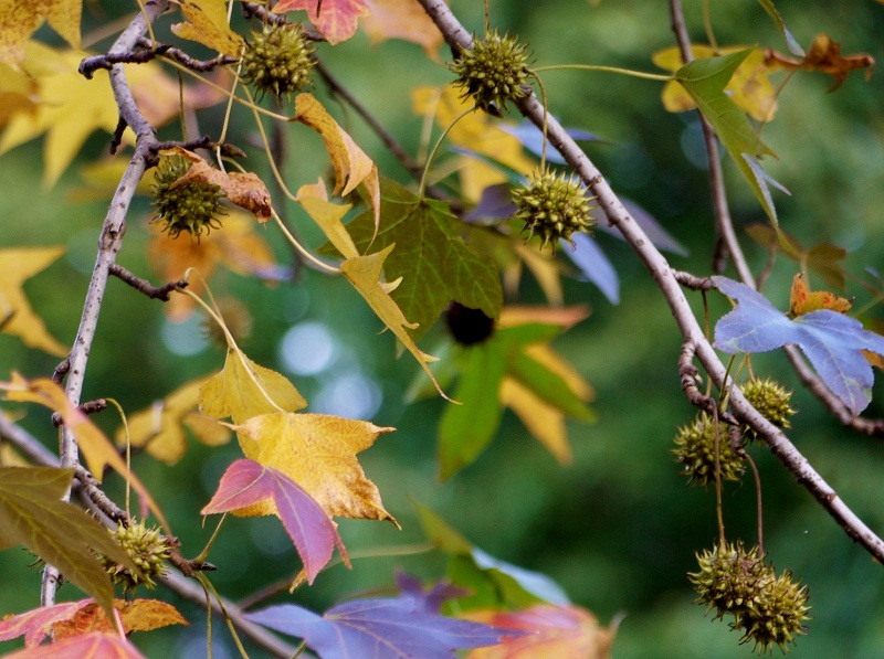 Stardust Talk Maple and Sweet Gum