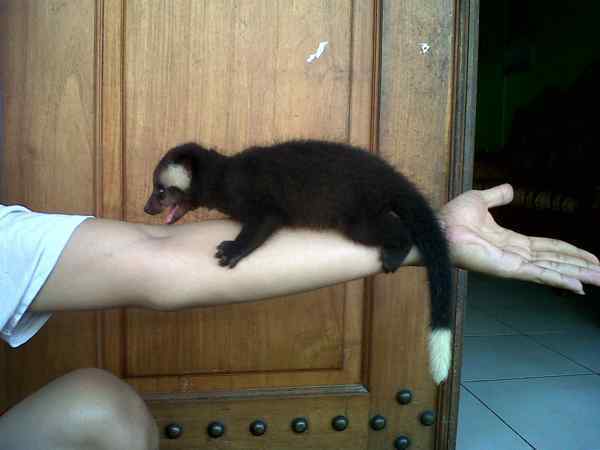 Jual Musang Pandan Jumbo Ekor Ring Tail Hewan Indonesia Dan Jual Beli Jual Musang Pandan Jumbo Ekor Ring Tail Hewan Indonesia Dan Jual Beli