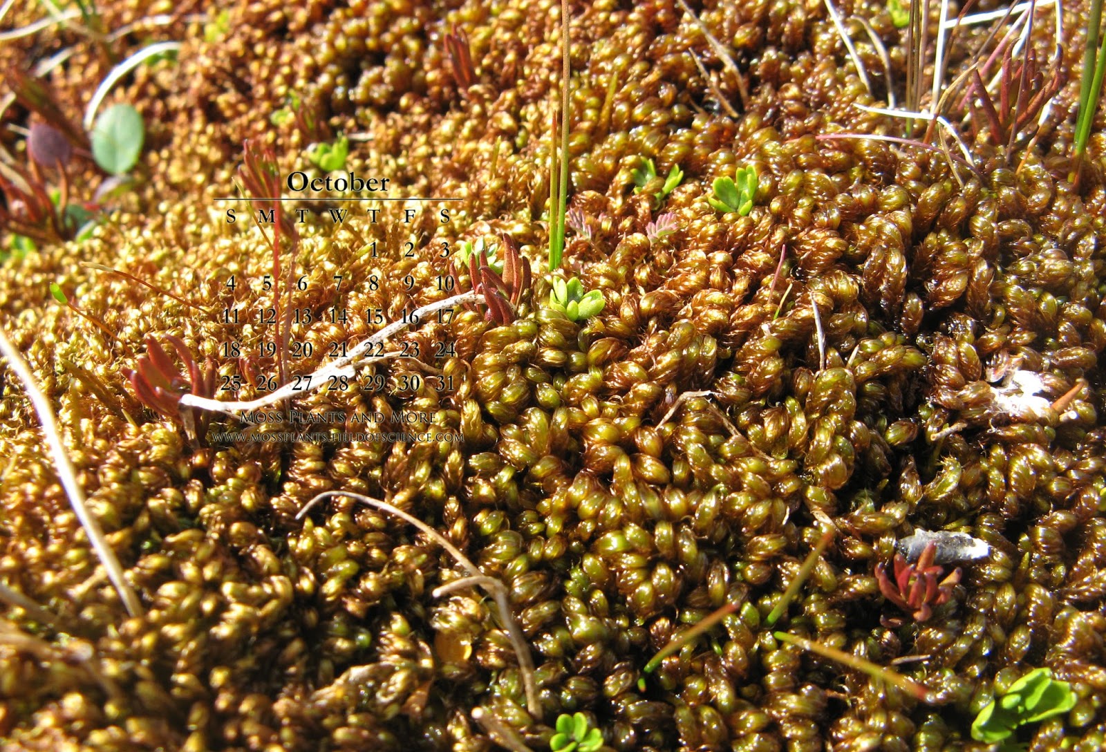 download moss for plants download moss for plants